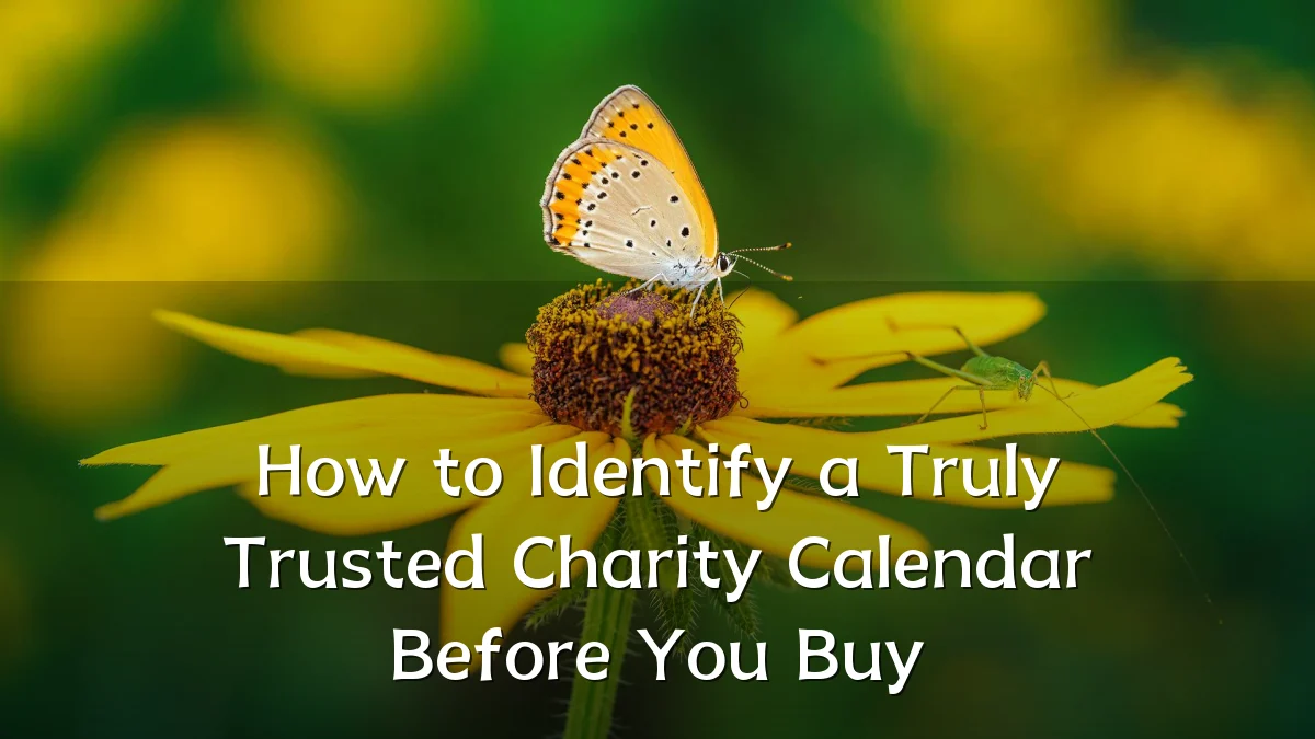 How to Identify a Truly Trusted Charity Calendar Before You Buy