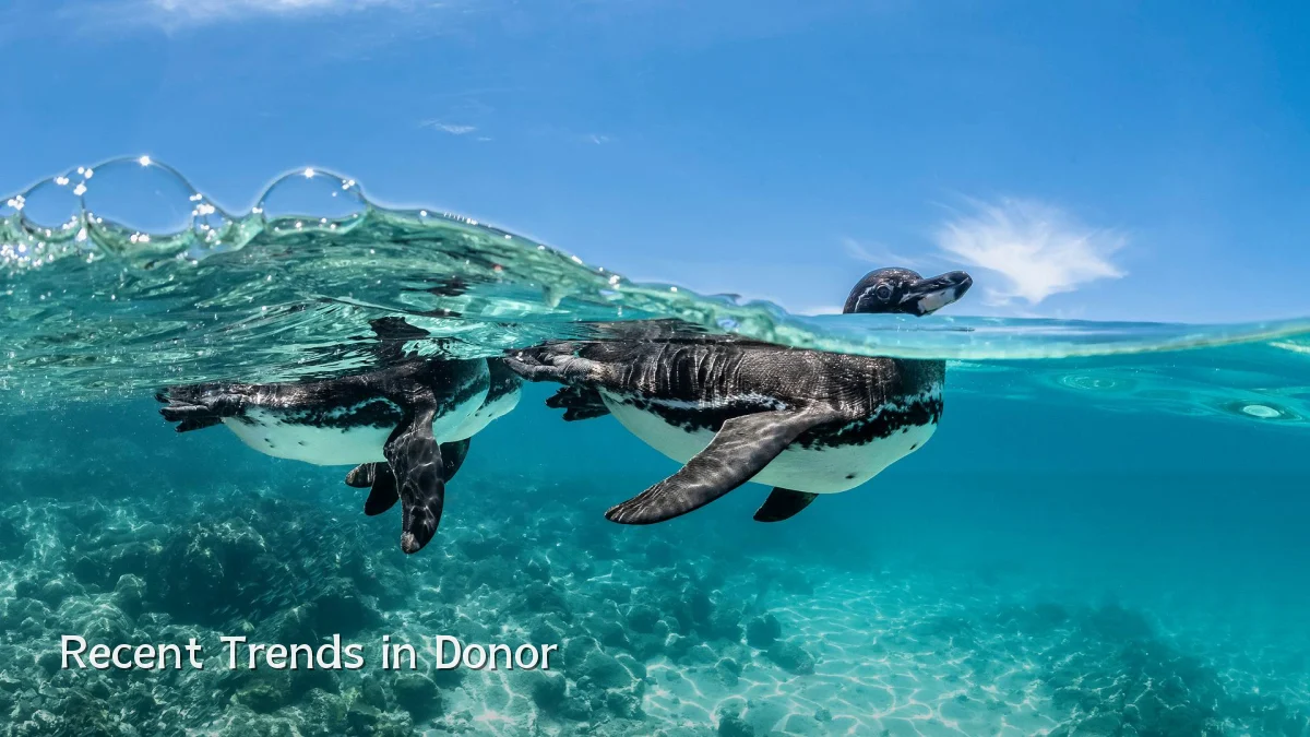 Recent Trends in Donor